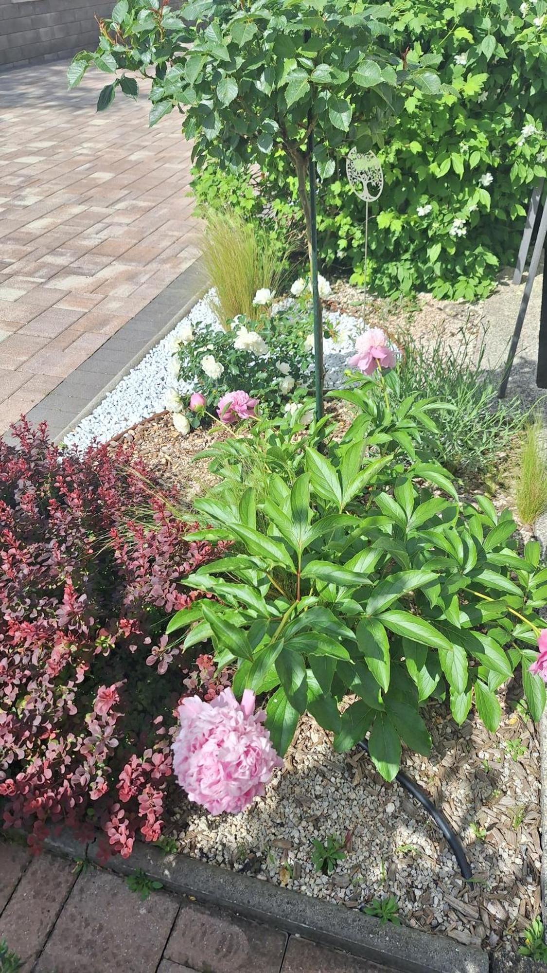 פאזין Guest House Flora מראה חיצוני תמונה